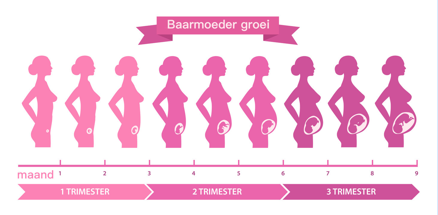 baarmoedergroei tijdens de zwangerschap